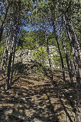 포토 JPG 해외이미지 나무 식물 계절 길 낙엽 잎 자연 산 파노라마 그림자 풍경 사람없음 목재 초록색 햇빛 갈색 봄 산책 나뭇가지 신선 소나무 분위기 우아함 숲 그림 엽서 침엽수 불가리아 옛날 해외202004 해외포토 컬러 컨셉 재료 휴식 촬영기법 태양 편지 생태계 파일형식 남유럽 이미지허브