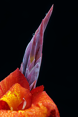 포토 JPG 해외이미지 공원 꽃 백그라운드 자연 사람없음 빨간색 초록색 물 환경 정원 물방울 해외202004 해외포토 자연요소 식물 공공시설 컬러 생태계 파일형식 이미지허브