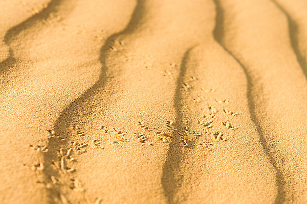 포토 JPG 해외이미지 동물 1 선 모래 파도 여행 곤충 백그라운드 패턴 모션 자연 건조 따뜻함 사람 사람없음 야외 모래사장 노란색 맑음 사막 뜨거움 벌레 작음 큼 인도인 모래언덕 딱정벌레 사파리 언덕 질감 치수 사하라 해외202004 해외포토 외국인 바다 컬러 무늬 아프리카 날씨 동양인 크기 생태계 파일형식 이미지허브