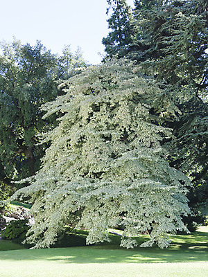 포토 JPG 해외이미지 나무 식물 계절 줄기 낙엽 잎 자연 왕관 사람없음 야외 목재 초록색 환경 힘 봄 성장 나뭇가지 고독 숲 큼 자르기 싱글 흰배경 나무껍질 내추럴 고립 생태학 해외202004 해외포토 교육 감정 컬러 백그라운드 재료 모션 껍질 흰색 크기 생태계 파일형식 이미지허브