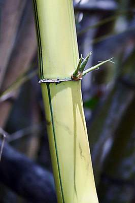 포토 JPG 해외이미지 나무 식물 전통 꽃 문화 선 백그라운드 컨셉 잎 패턴 신체 자연 건강 사람없음 목재 치료 장식 초록색 물 환경 정원 스파 성장 흰색 신선 마사지 숲 대나무 명상 케냐 동쪽 테라피 내추럴 돌봄 해외202004 해외포토 자연요소 컬러 무늬 재료 의학 모션 아프리카 뷰티 방향 생태계 파일형식 이미지허브