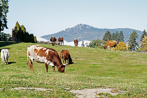 포토 JPG 해외이미지 동물 밭 농업 포유류 자연 털 뿔 사람없음 야외 농장 갈색 머리 가축 소고기 시골 소 방목 황소 기르기 해외202004 해외포토 산업 컬러 육류 신체부위 축산업 생태계 돌봄 파일형식 이미지허브
