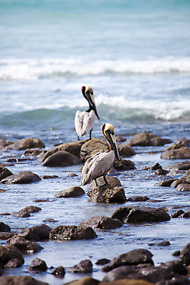 포토 JPG 해외이미지 동물 야생동물 바다 자연 조류 사람없음 펠리컨 해외202004 해외포토 생태계 파일형식 이미지허브