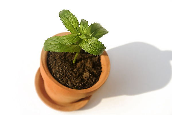 포토 JPG 해외이미지 식물 계절 화초 음식 잎 재료 자연 건강 사람없음 성장 신선 고명 양념 맛 약초 냄비 민트 허브 향신료 준비 유기농 원예 향기 점토 향료 향 성분 아로마테라피 국산 내추럴 고립 식용 심기 채식주의자 해외202004 스피아민트 해외포토 웰빙 컨셉 모션 취미 풀_식물 솥 생태계 채식 냄새 테라피 향미료 파일형식 이미지허브