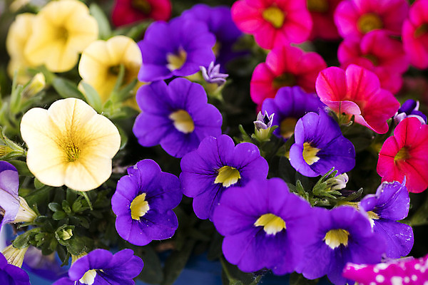 포토 JPG 해외이미지 식물 계절 꽃잎 꽃 유럽 아시아 잎 봄꽃 자연 사람없음 야외 컬러풀 노란색 정원 보라색 봄 벚꽃 신선 개화 제비꽃 묘사 원예 화단 잡종 내추럴 비올라 삼색 많음 해외202004 해외포토 나라 컬러 컨셉 취미 생태계 파일형식 찰현악기 이미지허브