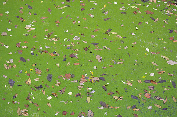 포토 JPG 해외이미지 나무 계절 호수 잎 오렌지 자연 휴식 따뜻함 사람없음 빨간색 물 빛 반사 노란색 정원 가을 연못 해외202004 해외포토 자연요소 식물 컬러 컨셉 과일 생태계 파일형식 이미지허브