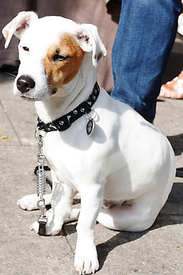 포토 JPG 해외이미지 동물 사람없음 반려동물 갈색 흰색 도시 점 개 작음 해외202004 해외포토 컬러 포유류 크기 파일형식 이미지허브