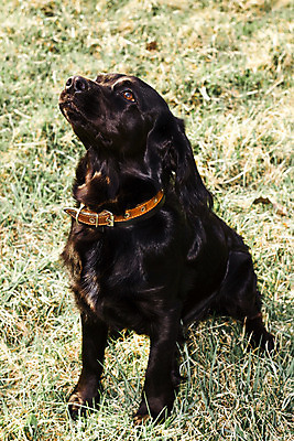 포토 JPG 해외이미지 동물 영어 응시 얼굴 밭 털 사람없음 초록색 여름 반려동물 갈색 머리 맑음 검은색 봄 스패니얼 가을 아기 개 달콤 강아지 송곳니 기르기 유래 해외202004 해외포토 문자 시선 계절 컬러 농업 포유류 날씨 사람 신체부위 맛 치아 돌봄 파일형식 이미지허브