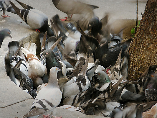 포토 JPG 해외이미지 동물 야생동물 음식 모션 자연 조류 생물 함께함 사람없음 야외 머리 경쟁 회색 관찰 닫기 해충 깃털 비둘기 부리 목 문제 계산서 블러 수유 생존 해외202004 해외포토 컬러 컨셉 신체부위 벌레 생태계 파일형식 이미지허브