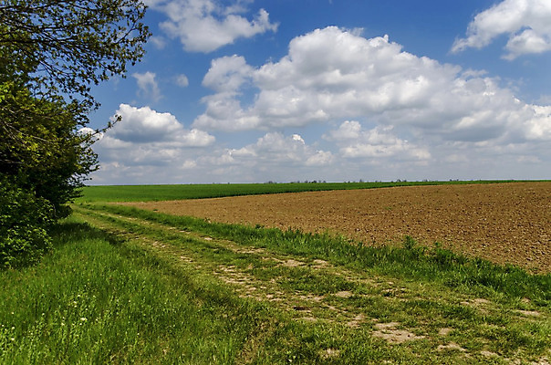 포토 JPG 해외이미지 나무 식물 구름 백그라운드 패턴 밭 자연 하늘 풍경 사람없음 야외 초록색 파란색 맑음 자유 흰색 땅바닥 수평선 해외202004 해외포토 자연요소 컬러 컨셉 무늬 농업 날씨 바닥 생태계 파일형식 이미지허브