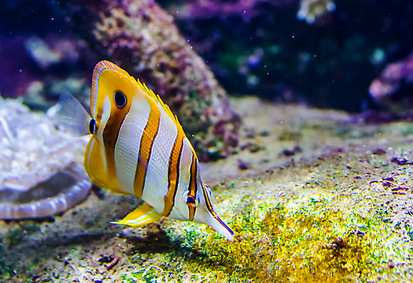 포토 JPG 해외이미지 동물 얼굴 바다 나비 오렌지 종류 어류 사람없음 물 반려동물 컬러풀 노란색 머리 수중 수영 흰색 악단 산호 인도인 소금 태평양 암초 수족관 강렬 이국적 인기 해외202004 해외포토 자연요소 외국인 음악 컬러 곤충 과일 동양인 신체부위 수중동물 수상스포츠 자포동물 파일형식 이미지허브