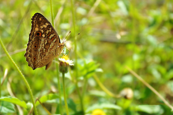 포토 JPG 해외이미지 식물 동물 디자인 꽃 야생동물 분홍색 나비 곤충 백그라운드 꽃무늬 날개 오렌지 자연 사람없음 빨간색 여름 파란색 세트 컬러풀 갈색 노란색 보라색 검은색 봄 수확 흰색 벌레 엘리먼트 해외202004 해외포토 계절 컬러 무늬 농업 과일 생태계 파일형식 이미지허브
