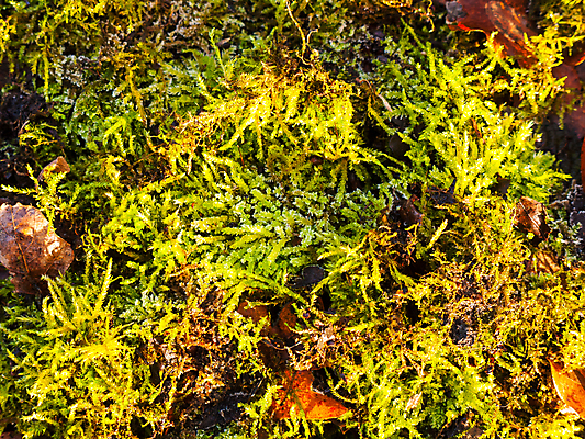 포토 JPG 해외이미지 식물 디자인 계절 벽 백그라운드 잎 패턴 자연 벽지 표면 추상 바닥 이끼 사람없음 야외 목재 장식 초록색 물 환경 정원 젖음 성장 신선 거친 황무지 해조류 숲 묘사 질감 내추럴 곰팡이 그런지 땅바닥 옛날 해외202004 해외포토 자연요소 나무 컬러 무늬 재료 해양식물 생태계 파일형식 이미지허브
