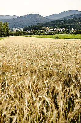 포토 JPG 해외이미지 식물 백그라운드 밭 농업 자연 하늘 건강 풍경 사람없음 농작물 농장 농경지 노란색 마을 환경 수확 성장 시골 황금 저녁 낟알 땅 시리얼 밀 유기농 장면 밀짚 내추럴 밭일 평야 세련 해외202004 해외포토 웰빙 산업 음식 컬러 곡류 짚 야간 생태계 파일형식 이미지허브