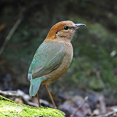 포토 JPG 해외이미지 동물 공원 아시아 야생동물 태국 자연 조류 왕관 사람없음 초록색 갈색 숲 부식 상록수 경보 전국 해외202004 해외포토 공공시설 나라 컬러 생태계 파일형식 이미지허브