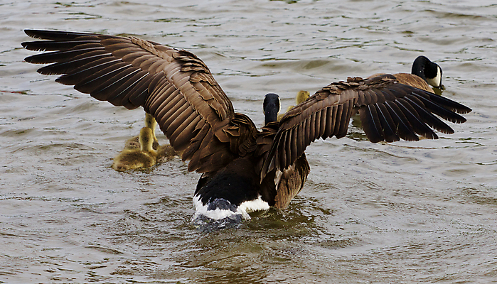 포토 JPG 해외이미지 응시 어린이 포즈 백그라운드 캐나다 가족 관계 엄마 함께함 사랑 사람없음 머리 검은색 수영 힘 흰색 가르침 수비 보호 목 거위 돌봄 헬프 해외202004 해외포토 시선 교육 감정 컬러 컨셉 북아메리카 모션 조류 사람 신체부위 수상스포츠 도움 파일형식 이미지허브
