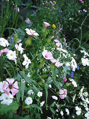 포토 JPG 해외이미지 식물 동물 열매 꽃 분홍색 곤충 과일 자연 사람없음 빨간색 초록색 여름 파란색 노란색 보라색 봄 체리 해외202004 해외포토 계절 컬러 생태계 파일형식 이미지허브