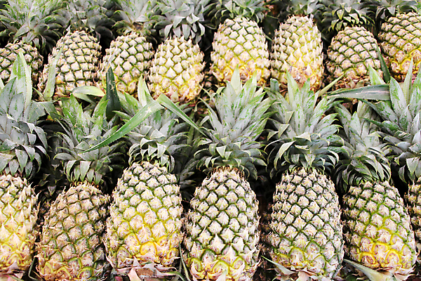 포토 JPG 해외이미지 잡화 농업 토마토 전구 고추 가지 오이 건강 종류 미소 사람없음 경제 세일 쌓기 상점 여러개 당근 수확 성장 그룹 시장 선택 맛 구매 농부 상품 상추 가격 계산대 고객 파인애플 무역 양배추 지역 모음 소매 주인 슈퍼마켓 매각 밭일 숙성 예산 해외202004 해외포토 직업 산업 다수 컨셉 채소 과일 모션 뿌리채소 표정 쇼핑 열대과일 파일형식 이미지허브