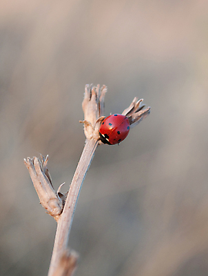 포토 JPG 해외이미지 식물 동물 계절 야생동물 줄기 곤충 잎 오렌지 자연 사람없음 빨간색 여름 컬러풀 갈색 검은색 봄 가을 점 닫기 벌레 작음 딱정벌레 묘사 무당벌레 육식동물 사냥꾼 기어가기 동물상 오싹 해외202004 해외포토 직업 컬러 과일 모션 조형물 크기 생태계 파일형식 이미지허브