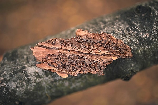 포토 JPG 해외이미지 나무 식물 동물 유럽 곤충 백그라운드 패턴 자연 추상 건조 풍경 사람없음 야외 목재 갈색 환경 손상 소나무 구멍 해충 질병 숲 작음 공격 딱정벌레 질감 러시아 감염 나무껍질 지역 문제 잡동사니 내추럴 생태학 수목 옛날 가문비나무 해외202004 해외포토 교육 나라 컬러 컨셉 무늬 재료 의학 모션 껍질 벌레 크기 생태계 파일형식 이미지허브