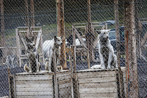 포토 JPG 해외이미지 동물 얼굴 캐나다 창문 포유류 털 사람없음 파란색 문 금속 검은색 흰색 막대기 개 혀 교도소 피부 코 새장 알래스카 송곳니 시베리아 체포 해외202004 해외포토 컬러 북아메리카 재질 신체부위 미국 입 치아 감옥 케이지 파일형식 이미지허브