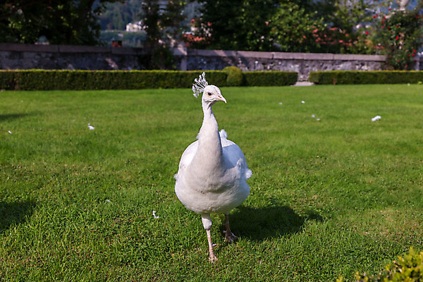 포토 JPG 해외이미지 동물 1 응시 공원 남자 야생동물 포즈 백그라운드 신체 자연 조류 서기 사람없음 야외 초록색 컬러풀 머리 정원 흰색 가운 우아함 공작 깃털 꼬리 부리 쇼 목 웅장함 이국적 해외202004 해외포토 시선 옷 공공시설 컬러 컨셉 모션 사람 신체부위 생태계 파일형식 이미지허브