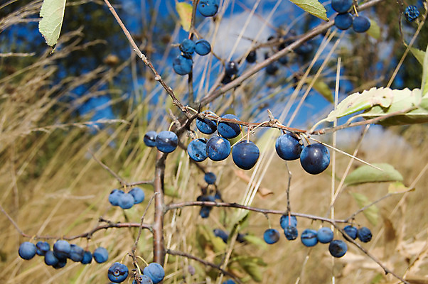포토 JPG 해외이미지 나무 식물 열매 음식 잎 과일 자연 건강 사람없음 초록색 여름 파란색 햇빛 보라색 가을 나뭇가지 시골 가시 맛 작음 허브 장면 숙성 해외202004 해외포토 계절 컬러 컨셉 태양 크기 생태계 파일형식 이미지허브