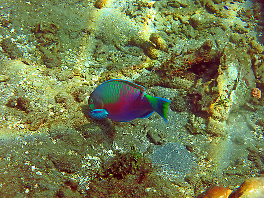 포토 JPG 해외이미지 야생동물 바다 패턴 학교 자연 조명 건강 종류 어류 풍경 사람없음 수중 동남아시아 다양 산호 유혹 생태계 발리 인도네시아 암초 서식지 취급주의 현재 해외202004 해외포토 동물 교육 아시아 섬 다수 컨셉 무늬 경고 수중동물 자포동물 파일형식 이미지허브