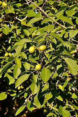 포토 JPG 해외이미지 나무 식물 음식 과일 자연 요리 사람없음 초록색 호두 세련 해외202004 해외포토 컬러 견과류 생태계 파일형식 이미지허브