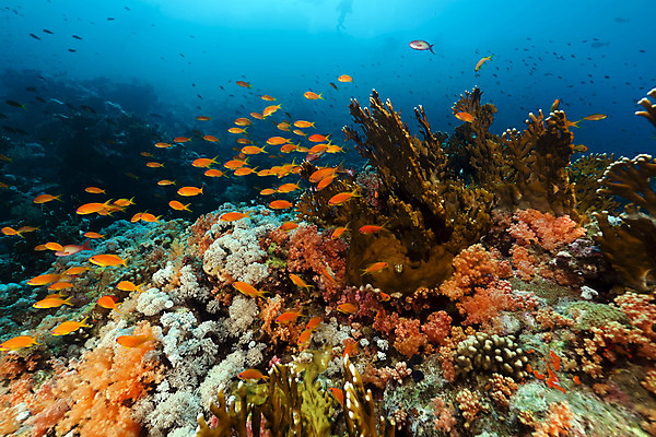 포토 JPG 해외이미지 식물 동물 모래 바다 백그라운드 자연 표면 어류 풍경 사람없음 물 파란색 컬러풀 햇빛 태양 바닷속 수중 광선 산호 아래 다이빙 장면 암초 깊이 소금물 이국적 침몰 파라다이스 해외202004 해외포토 자연요소 컬러 수영 수중동물 자포동물 방향 생태계 위치 수중스포츠 파일형식 이미지허브