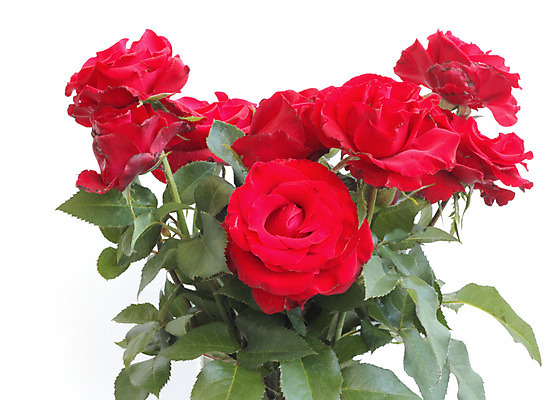 포토 JPG 해외이미지 식물 꽃잎 꽃 줄기 백그라운드 잎 자연 사랑 사람없음 빨간색 초록색 장미 활발 개화 가시 선택 오브젝트 꽃봉오리 싱글 심플 문학 고립 기르기 완전 해외202004 해외포토 감정 컬러 컨셉 생태계 돌봄 파일형식 이미지허브