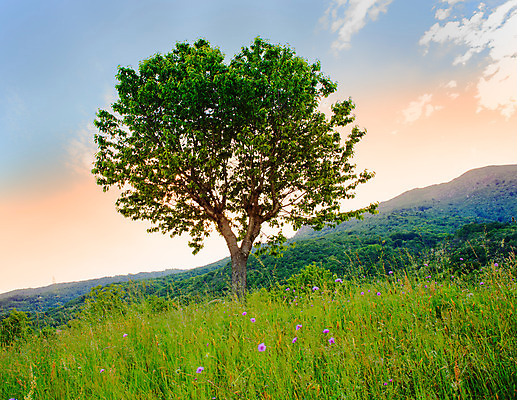 포토 JPG 해외이미지 나무 꽃 밭 자연 풍경 사람없음 이탈리아 시골 해외202004 해외포토 식물 유럽 농업 생태계 파일형식 이미지허브