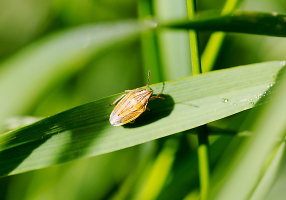 포토 JPG 해외이미지 동물 얼굴 야생동물 포즈 곤충 백그라운드 잎 패턴 밭 신체 자연 생물 안테나 종류 사람없음 초록색 컬러풀 우주 외계인 벌레 작음 시스템 방패 악취 숨김 내추럴 독립 소름 그리너리 해외202004 해외포토 식물 감정 컬러 컨셉 무늬 농업 통신 신체부위 미확인물체 크기 생태계 냄새 파일형식 트랜드컬러 이미지허브