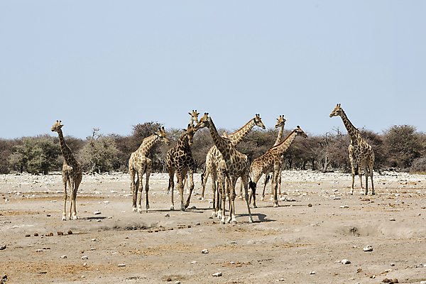 포토 JPG 해외이미지 동물 공원 야생동물 여행 포유류 아프리카 자연 하늘 초식동물 코끼리 건조 국립공원 풍경 사람없음 야외 물 파란색 사막 마시기 그룹 황무지 보호 군중 큼 기린 사파리 영양 얼룩말 목 서식지 남쪽 내추럴 나미비아 동물상 사바나 생태학 전국 초식 해외202004 해외포토 자연요소 공공시설 교육 나라 컬러 컨셉 모션 사람 신체부위 조형물 말_동물 크기 방향 생태계 남아프리카 파일형식 이미지허브