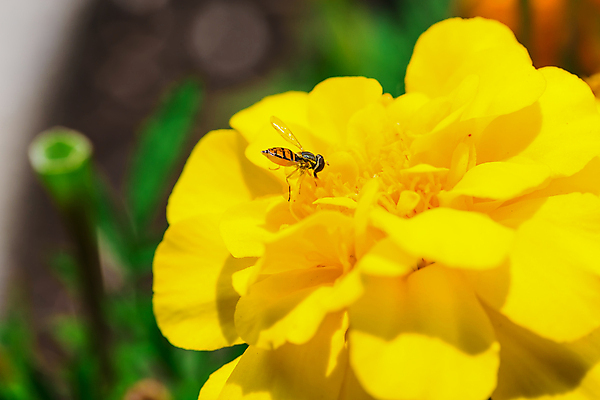 포토 JPG 해외이미지 계절 꽃 나비 곤충 꽃무늬 날개 자연 아침 바닥 사람없음 초록색 여름 노란색 정원 맑음 검은색 침묵 고요 놀람 봄 자유 최고 달콤 수분 즐거움 만족 꿀 철새 거인 감탄 고립 동물상 특별함 평야 해외202004 영광군 해외포토 주간 식물 동물 감정 컬러 컨셉 무늬 조류 날씨 표정 조형물 소리 맛 전라남도 생태계 파일형식 이미지허브