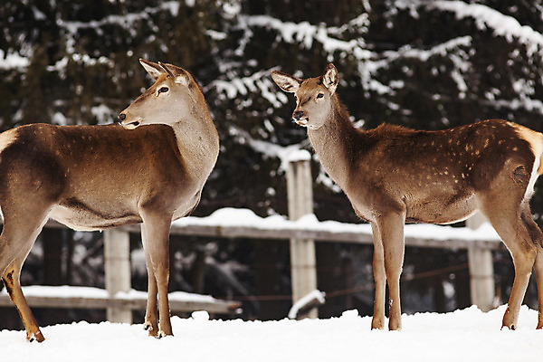 포토 JPG 해외이미지 나무 동물 계절 여자 남자 유럽 야생동물 백그라운드 겨울 밭 포유류 자연 털 사람없음 야외 목재 초록색 갈색 머리 환경 달러 냉동 얼음 추위 흰색 숲 꼬리 사냥 서리 서식지 동물상 아기사슴 암사슴 폭설 눈내림 해외202004 해외포토 자연요소 식물 나라 새끼 컬러 돈 농업 재료 사슴 눈_날씨 사람 신체부위 조형물 암컷 자연재해 생태계 파일형식 이미지허브
