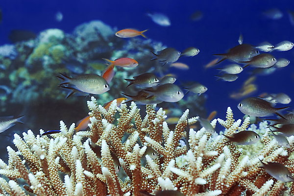 포토 JPG 해외이미지 동물 바다 학교 이집트 어류 풍경 사람없음 물 파란색 바닷속 수중 산호 암초 소금물 식민지 이국적 해외202004 해외포토 자연요소 교육 컬러 아프리카 수중동물 자포동물 파일형식 이미지허브