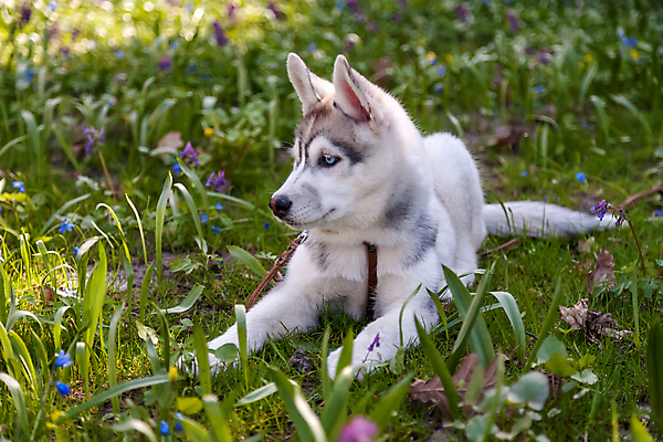포토 JPG 해외이미지 동물 1 응시 공원 남자 꽃 행복 포유류 자연 털 사람없음 야외 초록색 파란색 반려동물 햇빛 맑음 봄 흰색 개 강아지 숲 북극 주둥이 늑대 알래스카 송곳니 거짓말 기르기 시베리아 유래 총구 해외202004 해외포토 식물 시선 계절 공공시설 감정 컬러 날씨 사람 태양 미국 치아 극지방 생태계 돌봄 파일형식 이미지허브
