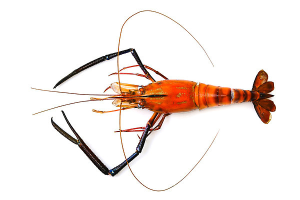 포토 JPG 해외이미지 1 접시 디자인 음식 바다 백그라운드 다이어트 오렌지 재료 조개 새우 건강 갑각류 어류 요리 사람없음 빨간색 물 식당 냉동 식사 껍질 흰색 신선 호랑이 바닷가재 해산물 준비 유기농 꼬리 날것 수족관 패키지 고립 단백질 삶기 엘리먼트 해외202004 해외포토 자연요소 동물 식기 웰빙 컬러 과일 포유류 어패류 상점 수중동물 가재 영양소 파일형식 이미지허브