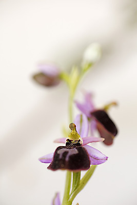 포토 JPG 해외이미지 식물 계절 꽃잎 꽃 줄기 분홍색 나비 꽃무늬 자연 주택 실내 사람없음 장식 세로 노란색 우주 정원 봄 공백 벚꽃 흰색 투명 난초 우아함 냄비 플라스틱 순수 원예 엽서 나방 내추럴 이국적 미니멀리스트 미니멀 해외202004 해외포토 컬러 곤충 컨셉 무늬 재질 취미 내부 건물 솥 편지 생태계 파일형식 이미지허브