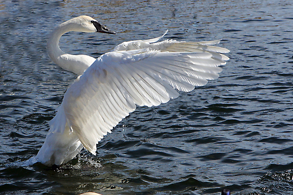 포토 JPG 해외이미지 동물 커플 호수 야생동물 오렌지 가족 자연 조류 사랑 사람없음 야외 물 파란색 강 반사 평화 검은색 수영 침묵 흰색 연못 우아함 심볼 순수 깃털 부리 백조 목 물새 단아함 서쪽 해외202004 해외포토 자연요소 감정 컬러 컨셉 과일 관계 신체부위 소리 수상스포츠 방향 생태계 파일형식 이미지허브
