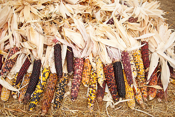 포토 JPG 해외이미지 식물 계절 음식 줄기 밭 농업 채소 오렌지 장난 부분 자연 호박 휴가 사람없음 장식 농작물 농장 쌓기 정원 축제 수확 가을 시골 신선 원형 시장 큼 캘리포니아 포도나무 마야 스쿼시 10월 밭일 숙성 식용 해외202004 해외포토 도형 산업 스포츠 과일 모션 구기 미국 날짜 크기 과일나무 생태계 마야문명 파일형식 이미지허브