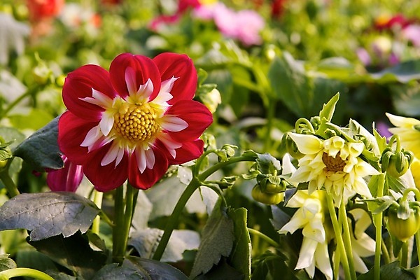 포토 JPG 해외이미지 식물 꽃 자연 사람없음 장식 초록색 환경 정원 화목 놀이방 반지 개화 달리아 원예 심기 해외202004 해외포토 컬러 컨셉 장신구 모션 취미 생태계 파일형식 이미지허브