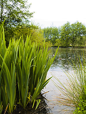포토 JPG 해외이미지 나무 식물 호수 잎 자연 풍경 사람없음 야외 초록색 물 여름 봄 연못 숲 당구 태평양 석호 해외202004 해외포토 자연요소 계절 바다 컬러 구기 생태계 파일형식 이미지허브