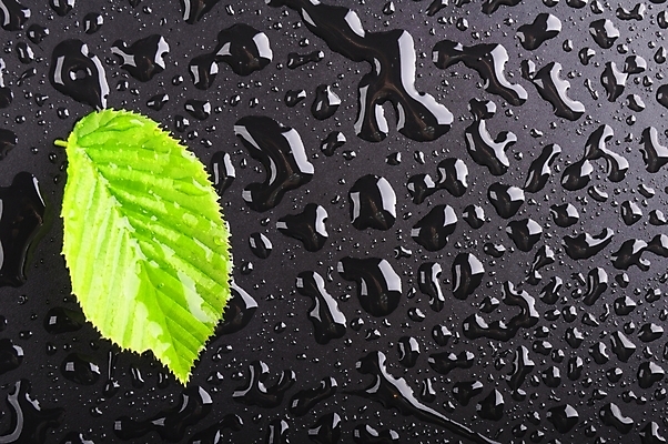 포토 JPG 해외이미지 선 백그라운드 컨셉 잎 자연 벽지 건강 사람없음 초록색 물 여름 우주 환경 스파 화목 젖음 가을 물방울 신용카드 떨어짐 숲 에코 생태계 질감 내추럴 생태학 카피스페이스 해외202004 해외포토 자연요소 식물 계절 교육 컬러 금융 공백 파일형식 이미지허브