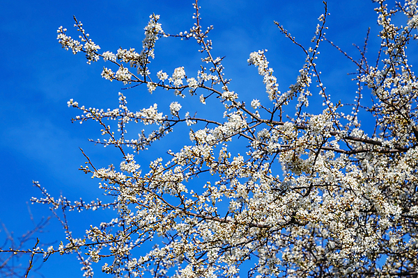 포토 JPG 해외이미지 나무 식물 계절 공원 꽃 백그라운드 꽃무늬 자연 추상 사람없음 정원 맑음 봄 벚꽃 흰색 나뭇가지 개화 체리 소프트포커스 4월 질감 보케 블러 해외202004 해외포토 공공시설 컬러 무늬 과일 날씨 촬영기법 날짜 생태계 파일형식 이미지허브