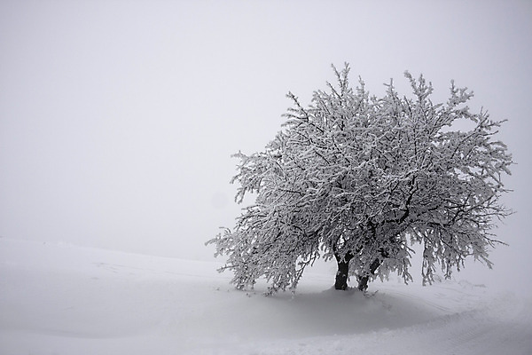 포토 JPG 해외이미지 주간 나무 커플 계절 백그라운드 2 겨울 하늘 풍경 경사 사람없음 빛 평화 우정 회색 안개 흰색 나뭇가지 집중 서리 부드러움 반항 눈내림 해외202004 해외포토 자연요소 식물 컬러 컨셉 관계 모션 날씨 눈_날씨 친구 감각 파일형식 이미지허브