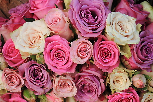 포토 JPG 해외이미지 분홍색 백그라운드 사람없음 장미 혼합 해외202004 해외포토 꽃 컬러 파일형식 이미지허브