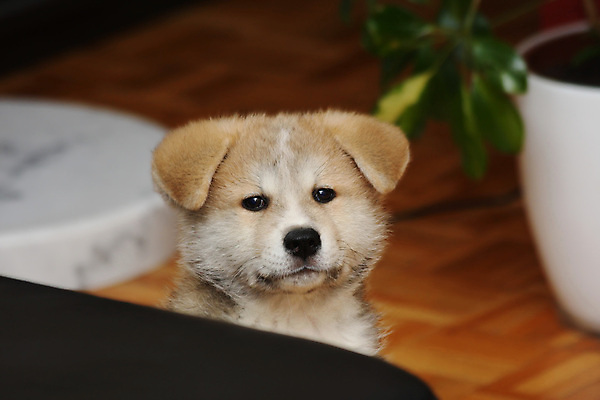 포토 JPG 해외이미지 동물 얼굴 사랑 사람없음 반려동물 일본 힘 우정 용기 자신감 개 강아지 보호 위험 큼 스마트 원시시대 기르기 힘찬 해외202004 해외포토 그릇 감정 아시아 컨셉 포유류 신체부위 친구 역사 크기 돌봄 파일형식 이미지허브