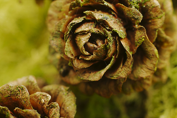포토 JPG 해외이미지 나무 식물 유럽 자연 영국 잉글랜드 사람없음 초록색 갈색 소나무 숲 묘사 원뿔 해외202004 해외포토 도형 나라 컬러 생태계 파일형식 이미지허브
